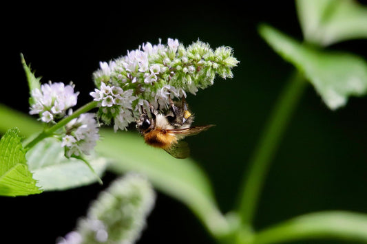 🌿 Amorpha-Honig – Die geheimnisvolle Rarität aus den Blüten des Bastardindigo