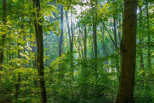 Waldhonig – Das flüssige Gold des Waldes 🌲🍯