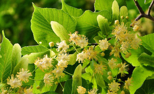 Lindenhonig – Der Honig mit dem Hauch von Menthol 🌿