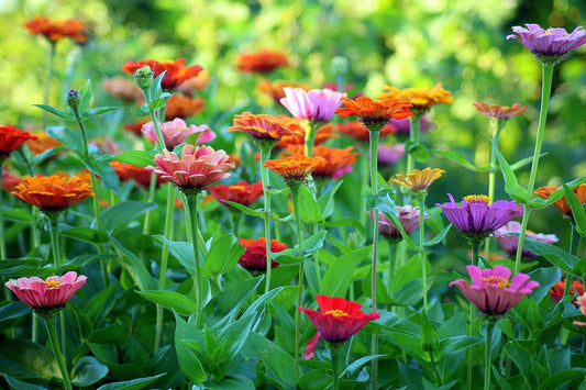 Sommerblütenhonig – Der Honig mit 1000 Gesichtern 🌸🍯