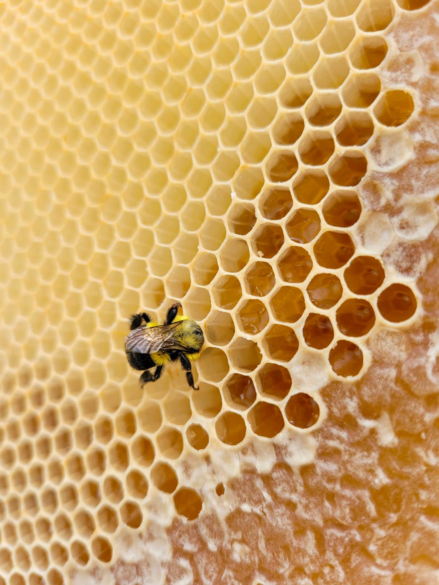 German linden honey from our own apiary in 5kg buckets | Liquid | Beekeeping B&J