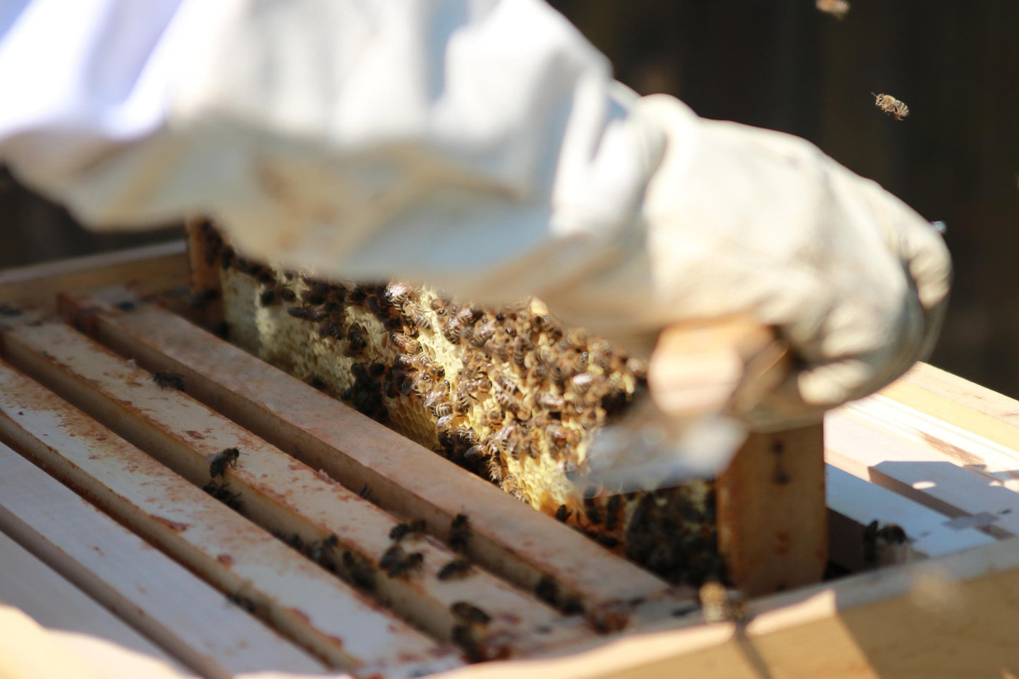 Forest honey from our own beekeeping | 500g glass | German honey