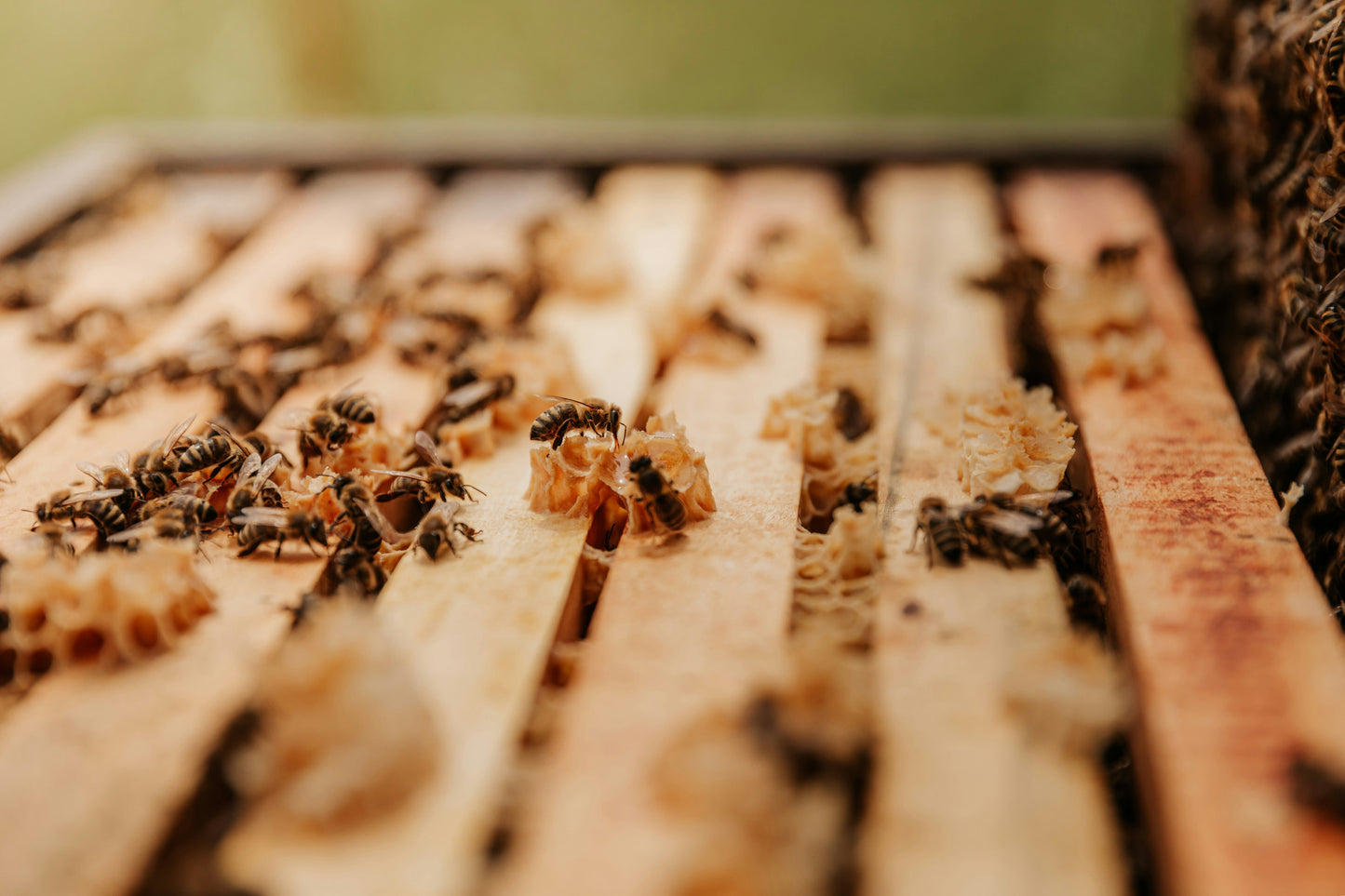 German summer blossom honey / blossom honey from our own beekeeping in 5kg bucket
