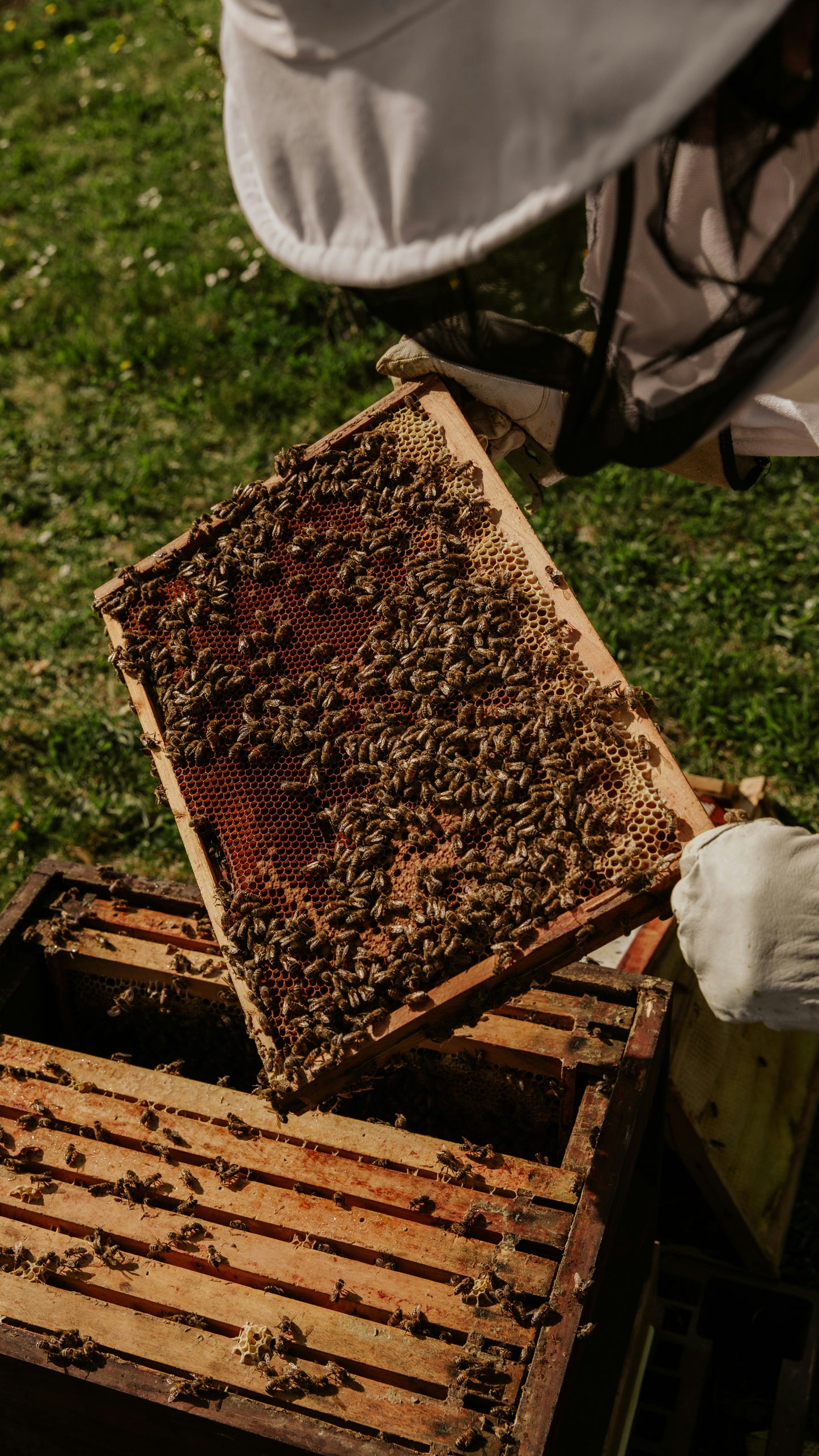 Forest honey from our own beekeeping | 500g glass | German honey