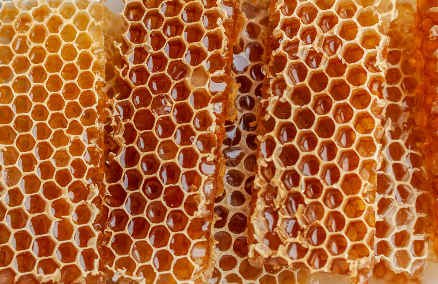 German summer blossom honey / blossom honey from our own beekeeping in 5kg bucket
