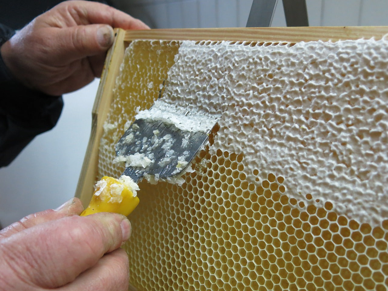 German summer blossom honey / blossom honey from our own beekeeping in 5kg bucket