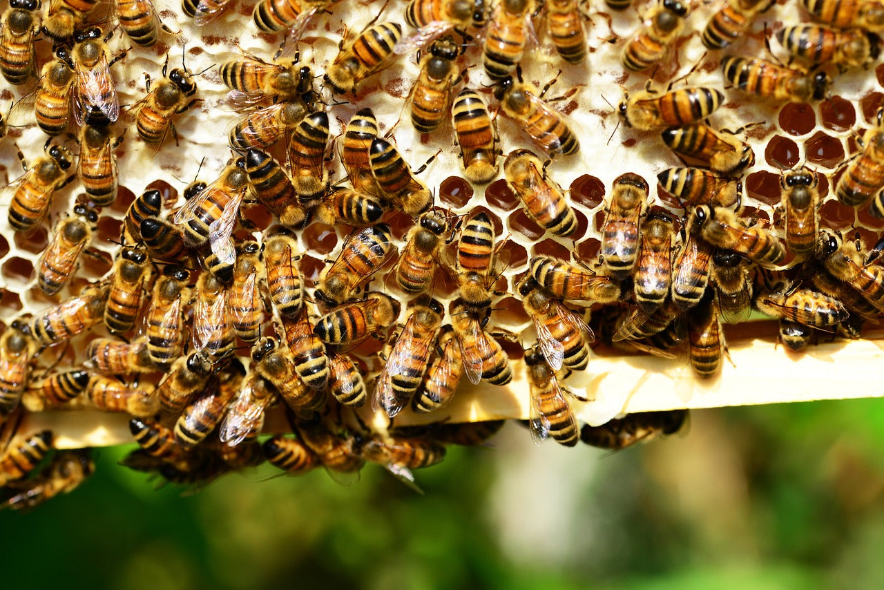 Buchweizenhonig 5 kg Eimer – kräftiger, naturbelassener Honig | Imkerei B&J