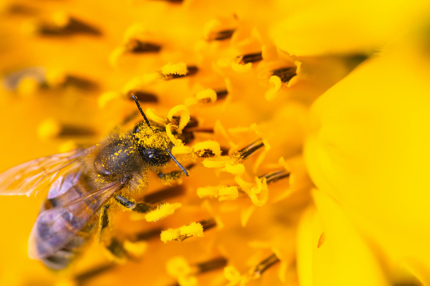 Blütenpollen 1 kg – nährstoffreich & naturbelassen | Imkerei B&J