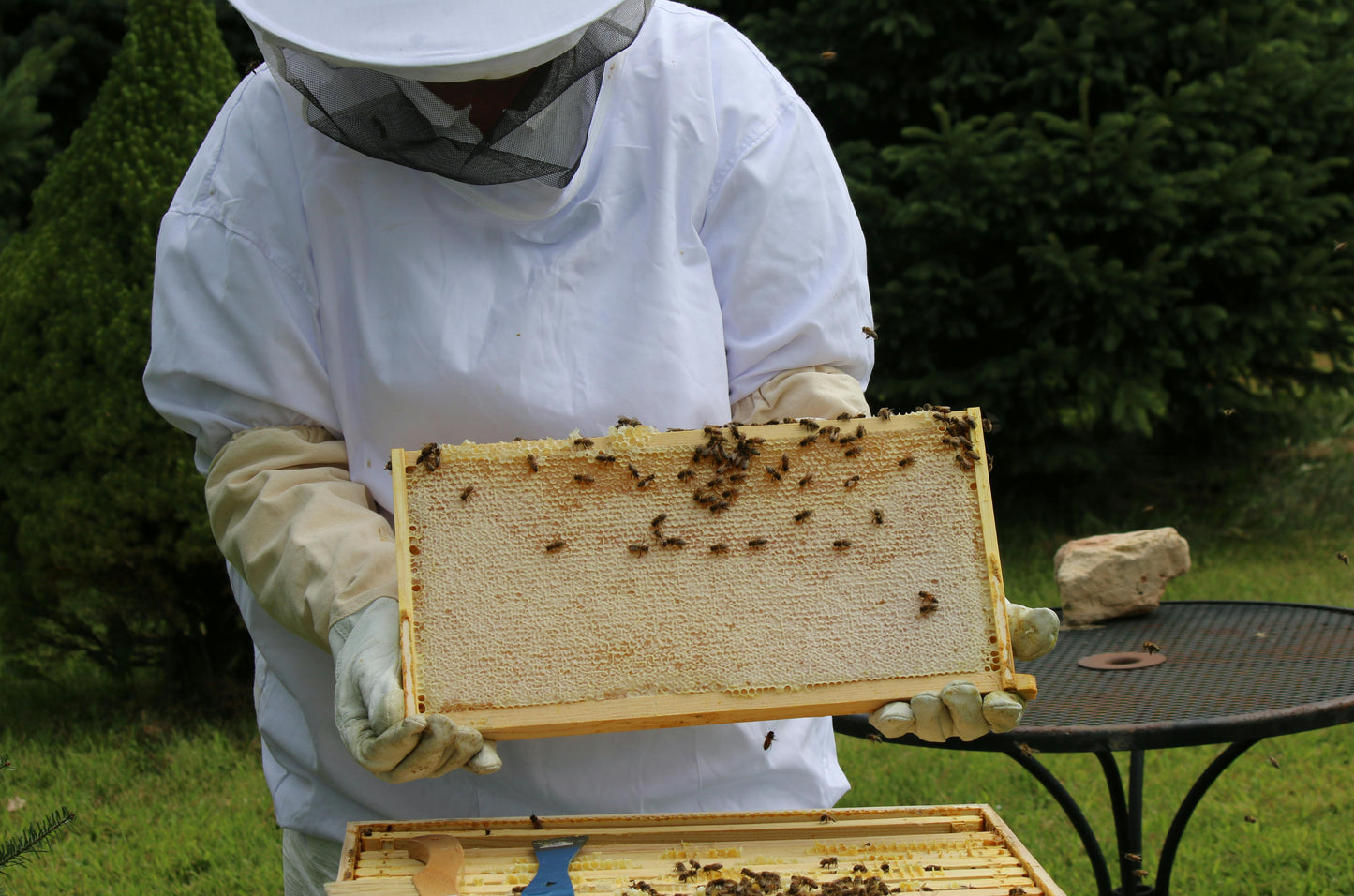 German summer blossom honey / blossom honey from our own beekeeping in 5kg bucket