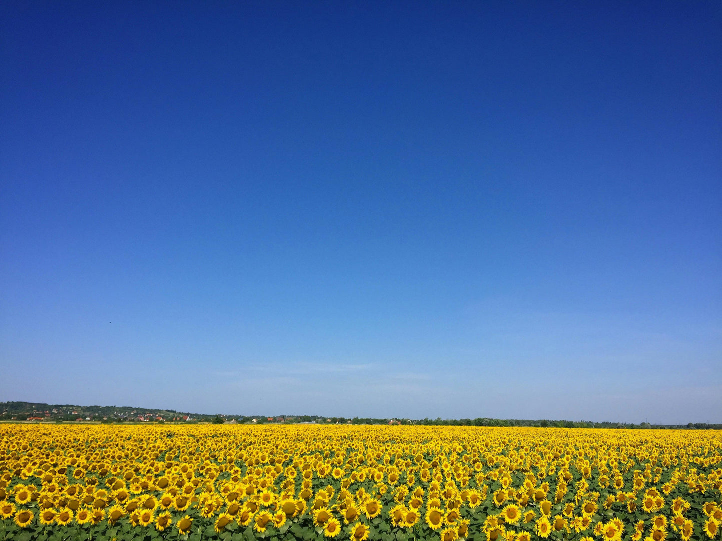 Sonnenblumenhonig 500g – feincremig & mild-fruchtig