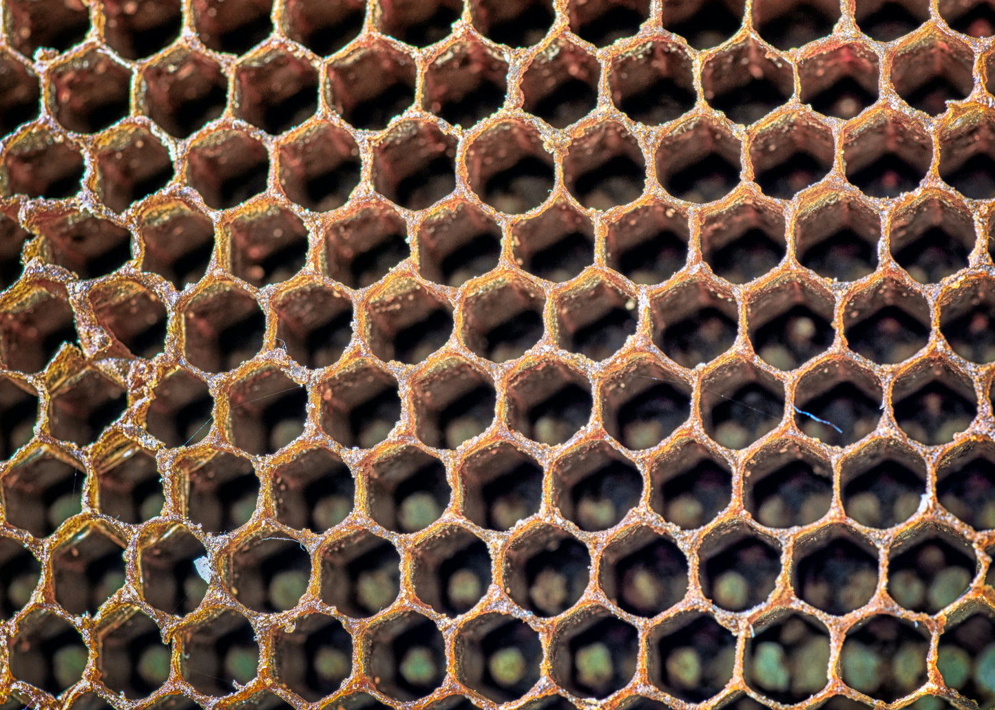 Forest honey from our own beekeeping | 500g glass | German honey