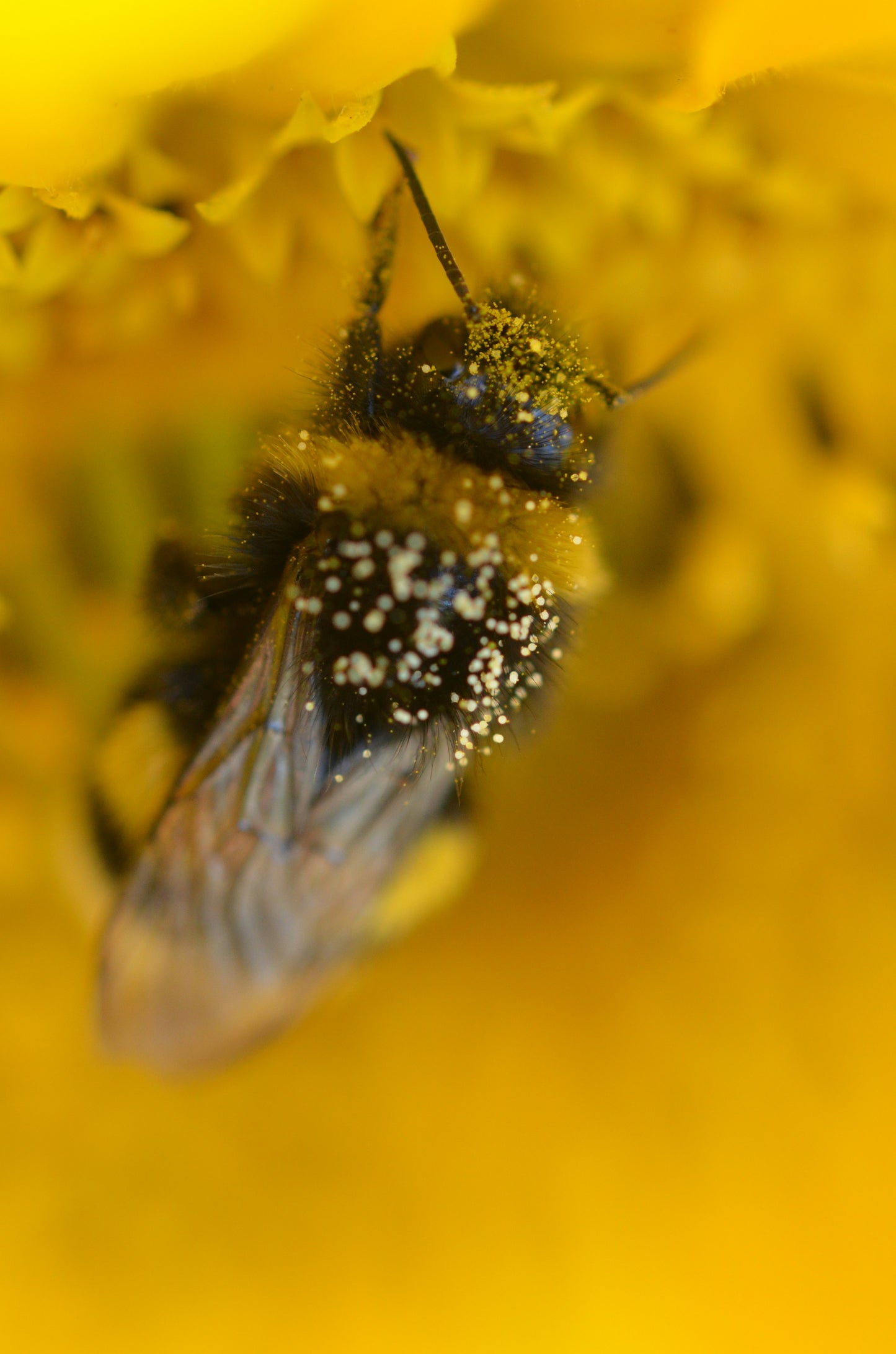 Blütenpollen 1 kg – nährstoffreich & naturbelassen | Imkerei B&J