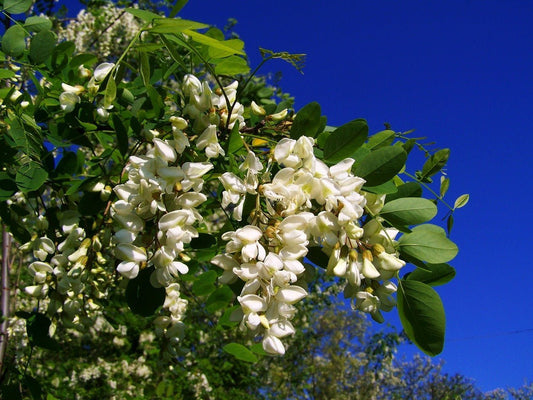 Akazienhonig – Das flüssige Gold der Natur - Imkerei B&J
