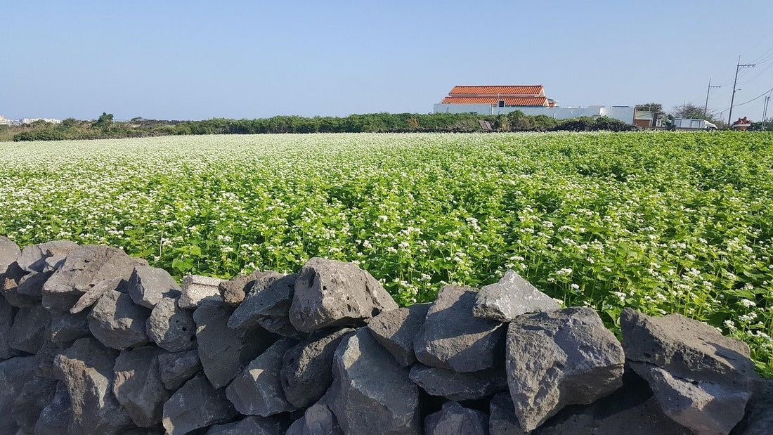 🌾 Buchweizenhonig – Das dunkle Gold mit Geschichte und Charakter - Imkerei B&J