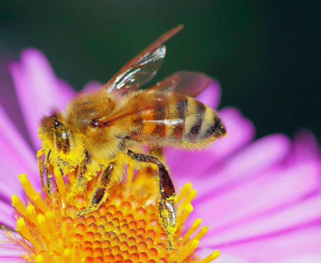 Pollen der Pharaonen & Olympioniken – Geschichte eines Superfoods - Imkerei B&J