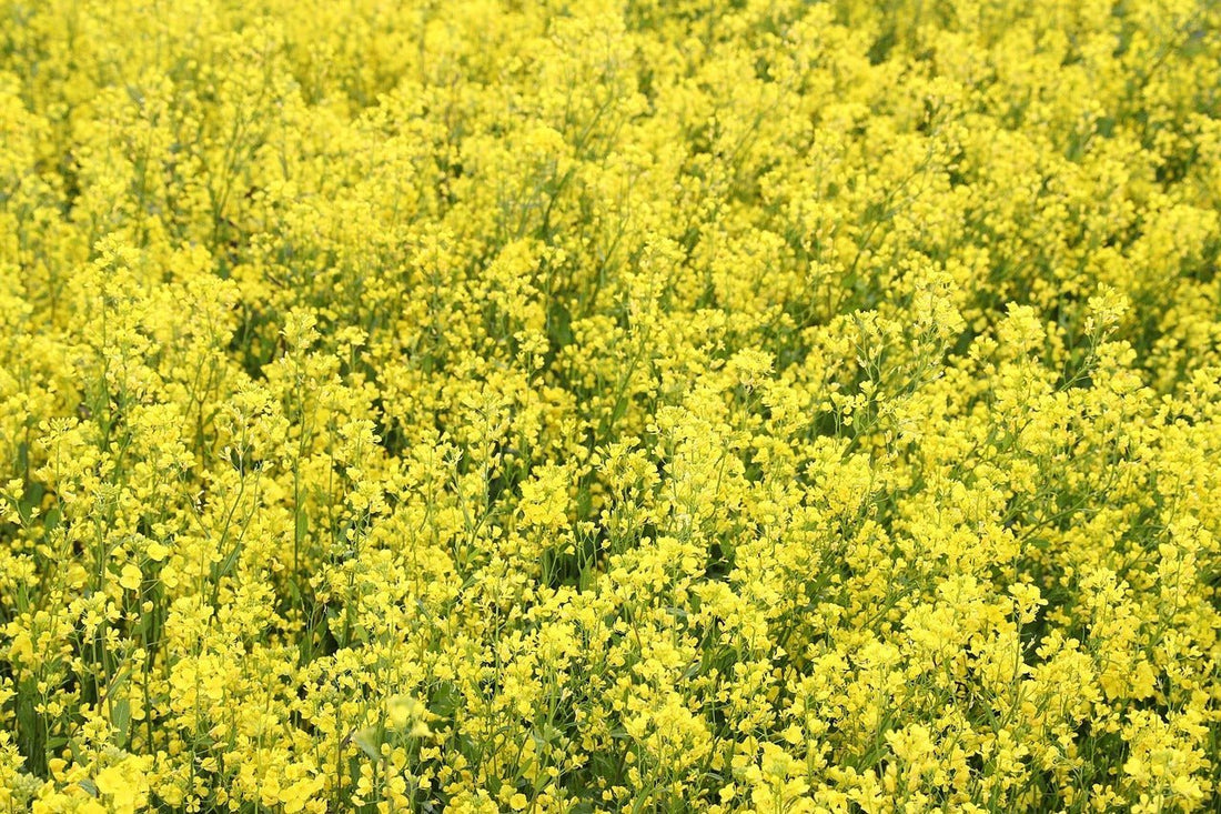 Rapshonig – der sanfte Klassiker unter den Honigen 🌼🍯 - Imkerei B&J