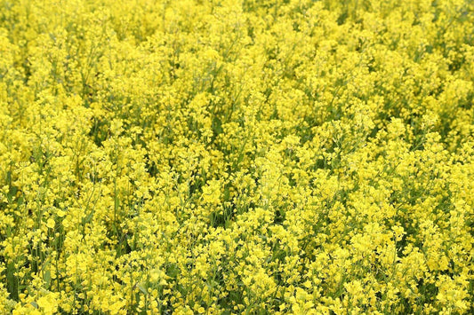 Rapshonig – der sanfte Klassiker unter den Honigen 🌼🍯 - Imkerei B&J