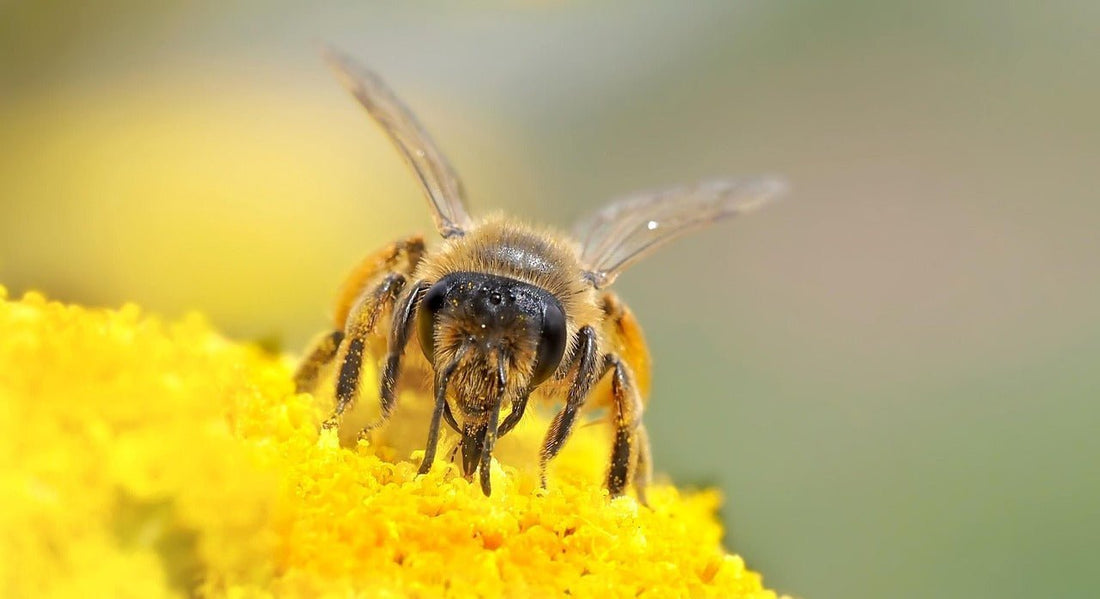 Vom Blütenstaub zum Superfood: Wie Bienenpollen entsteht - Imkerei B&J