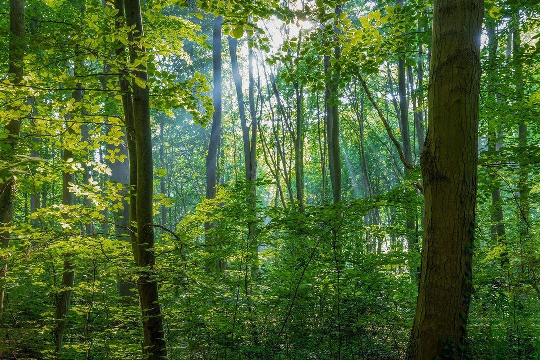 Waldhonig – Das flüssige Gold des Waldes 🌲🍯 - Imkerei B&J