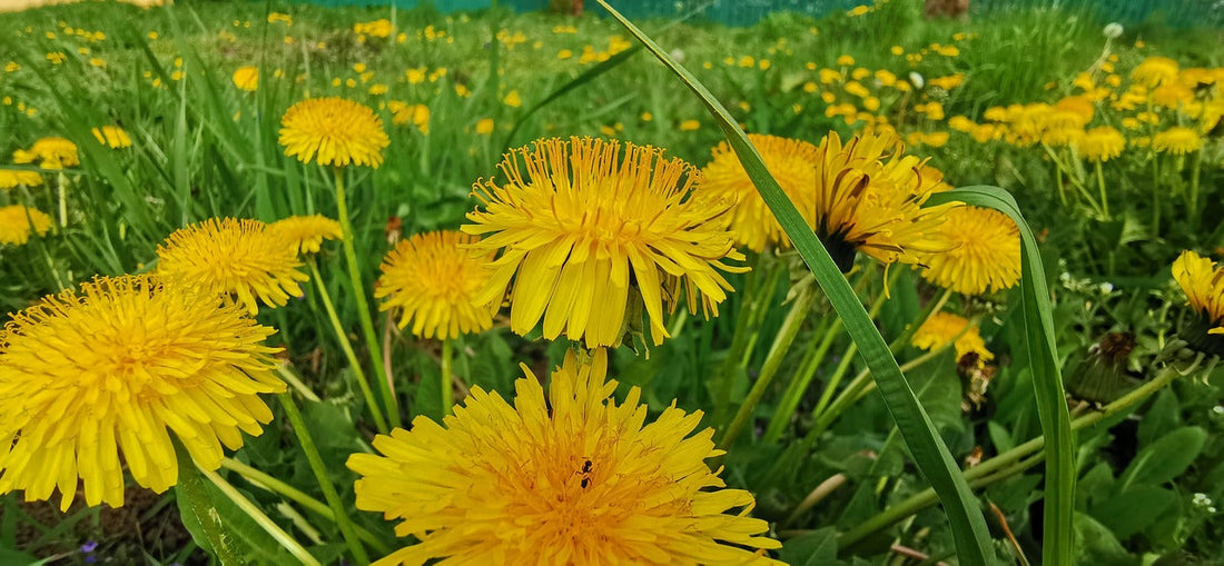 🐝 Löwenzahnhonig – Das goldene Geheimnis der Frühlingswiesen