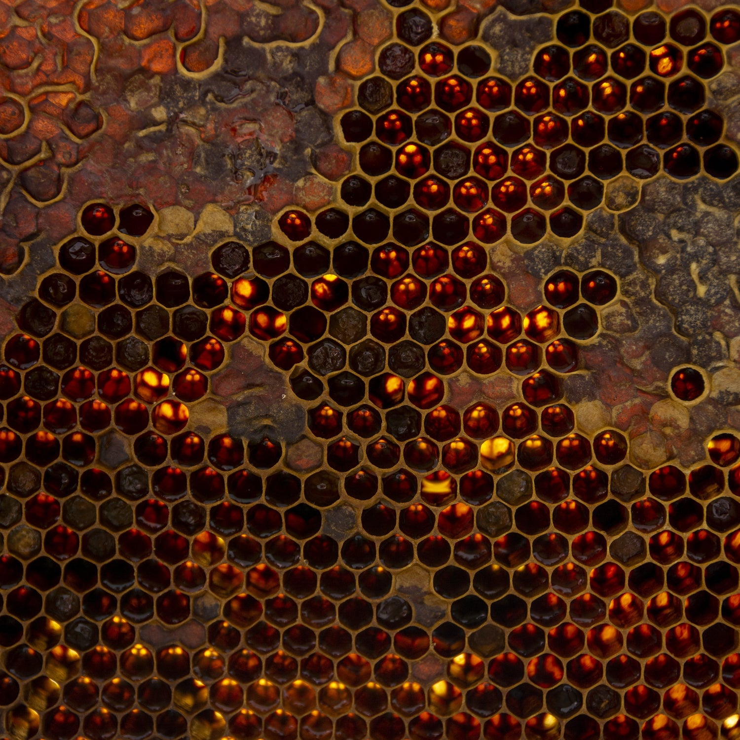 Neue Artikel - Imkerei B&J