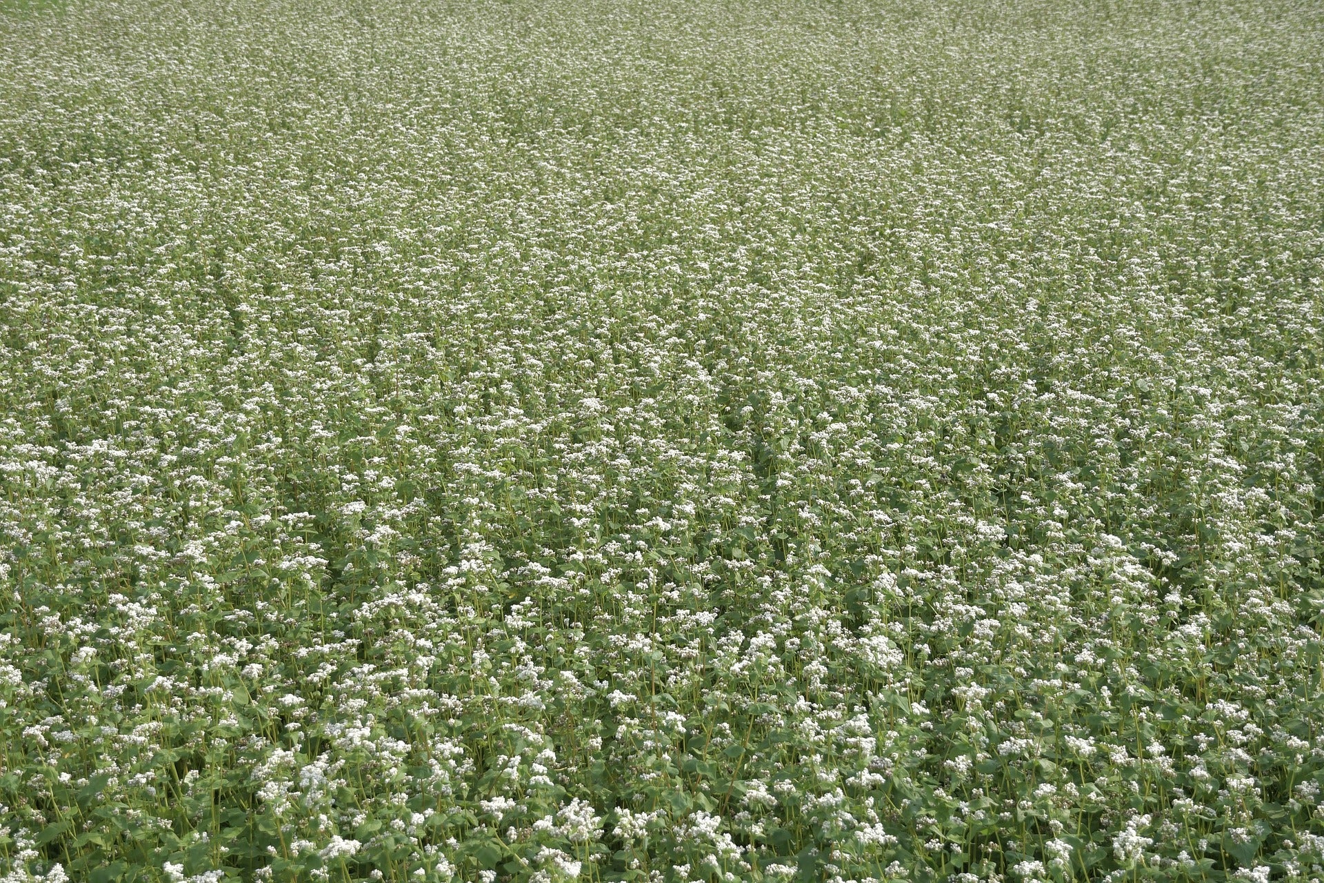 Buchweizenhonig 500g Glas – kräftiger, naturbelassener Honig mit Sommerblütenanteil von Imkerei B&J - Imkerei B&J