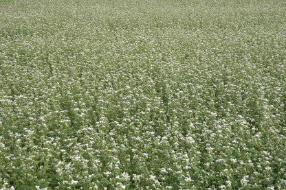 Buchweizenhonig 500g Glas – kräftiger, naturbelassener Honig mit Sommerblütenanteil von Imkerei B&J - Imkerei B&J