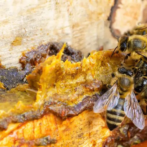 Propolis aus deutscher Imkerei · Rohpropolis - Imkerei B&J