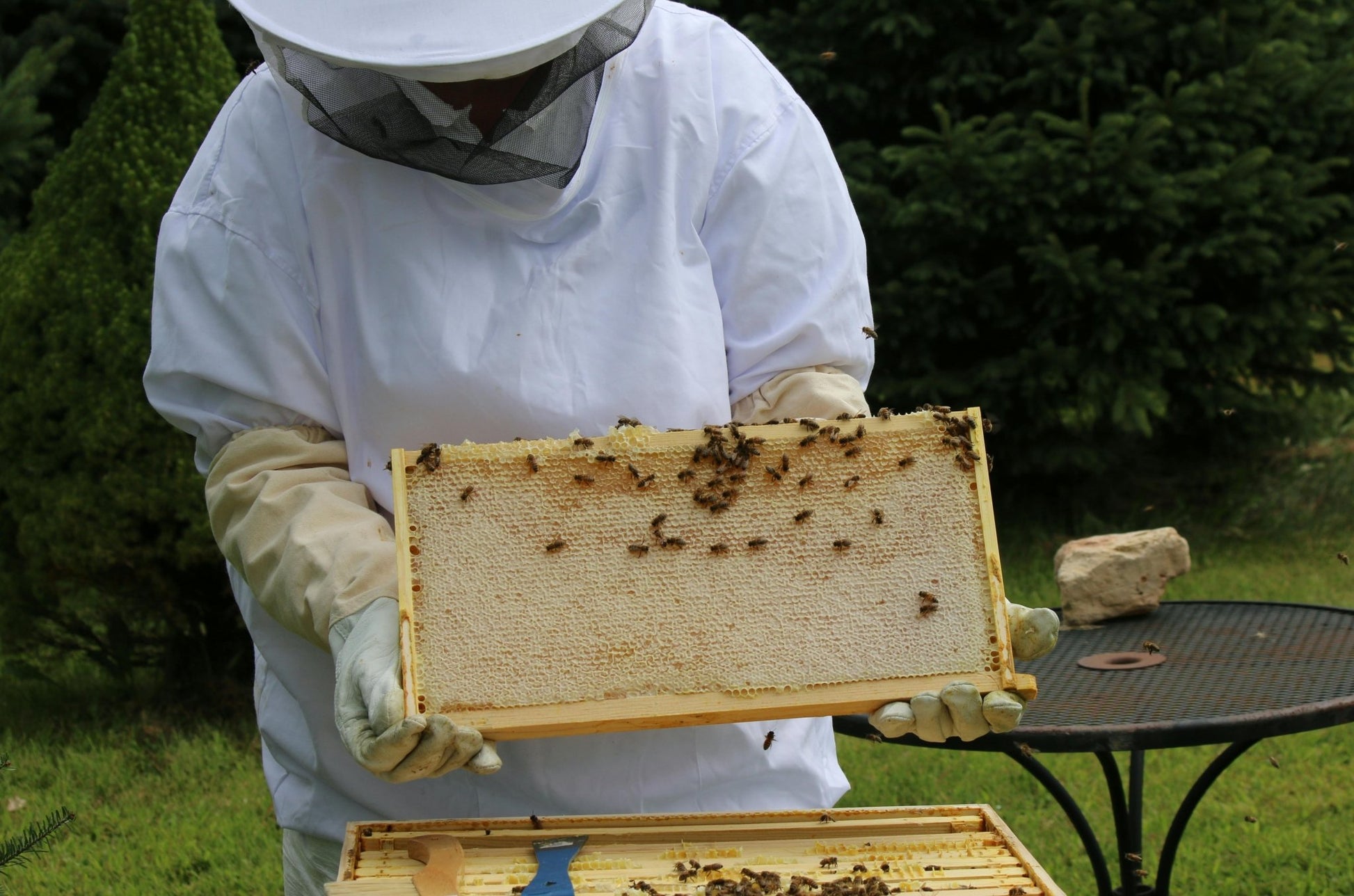 Sommerblütenhonig 10 kg Eimer – Blütenhonig aus Deutschland | Imkerei B&J - Imkerei B&J