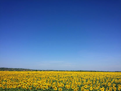 Sonnenblumenhonig 500g – feincremig & mild - fruchtig - Imkerei B&J
